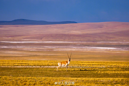 可愛壁紙上新！藏羚羊就是高原上的精靈吧