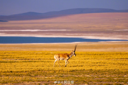 可愛壁紙上新！藏羚羊就是高原上的精靈吧