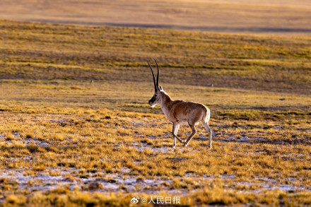 可愛壁紙上新！藏羚羊就是高原上的精靈吧