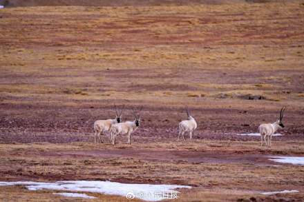 可愛壁紙上新！藏羚羊就是高原上的精靈吧