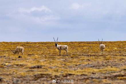 可愛壁紙上新！藏羚羊就是高原上的精靈吧