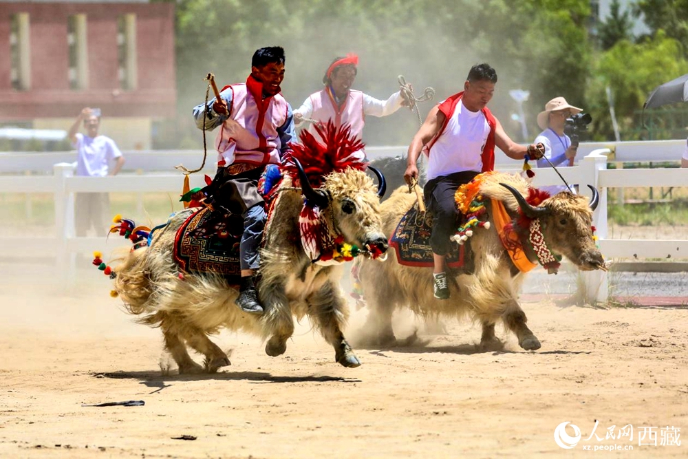 拉薩首屆農(nóng)牧民運動會上的賽牦牛比賽。