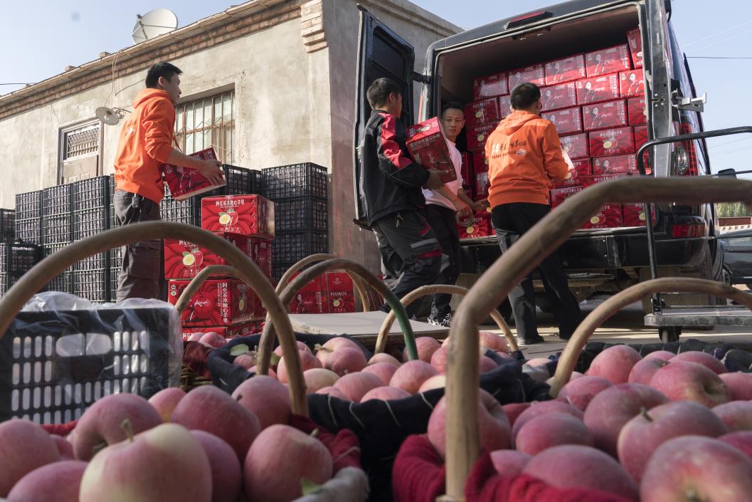 西部冰糖心蘋果，乘著商流上行。劉浩攝