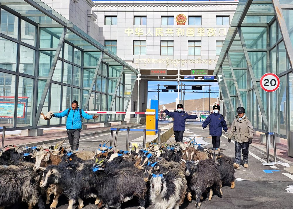 海關關員監(jiān)管驗放出口活羊。次旺久美攝
