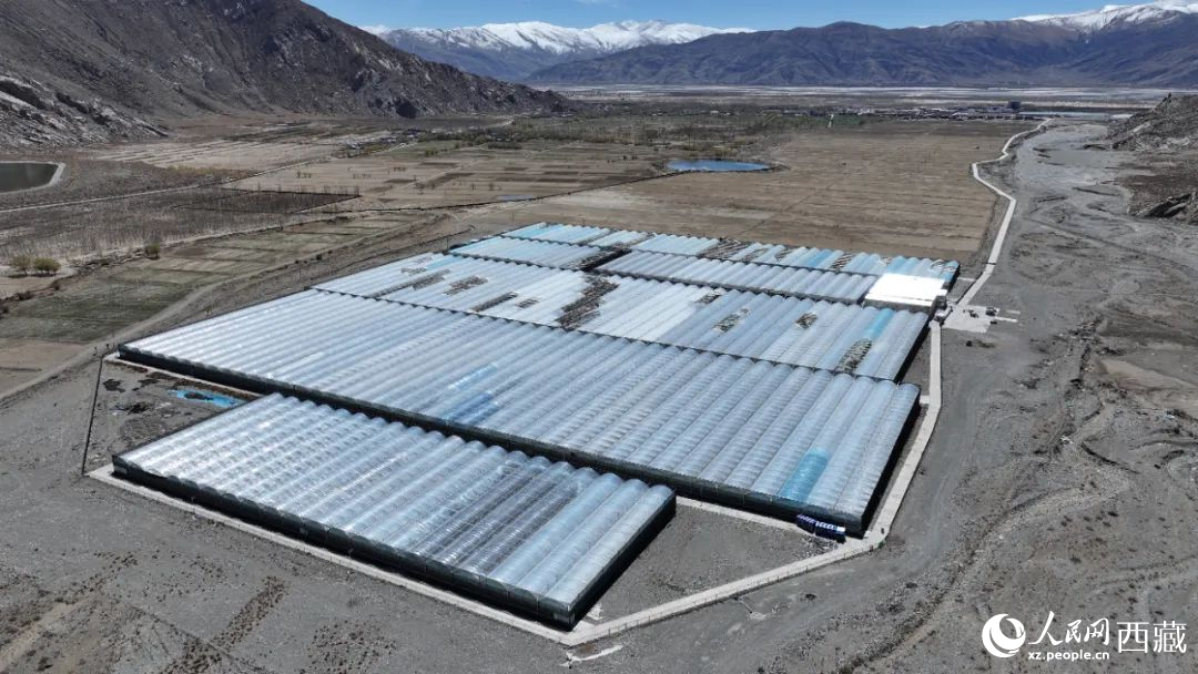 戈壁田園全景。次仁龍布攝