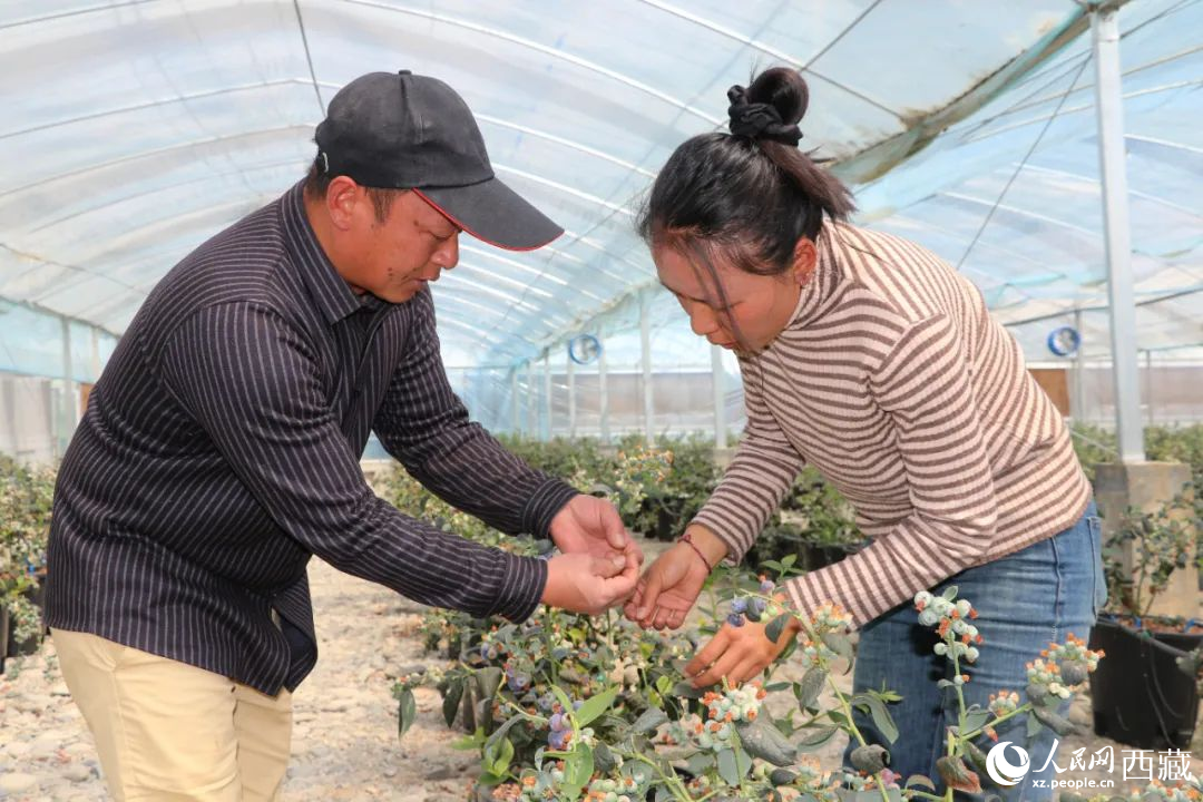 技術(shù)員劉家平和措姆在溫室大棚檢查藍(lán)莓的長(zhǎng)勢(shì)。次仁龍布攝