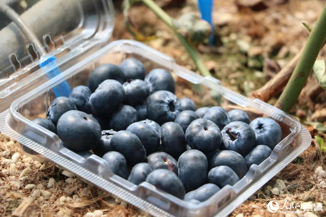 藍(lán)莓表面覆蓋著天然果霜。次仁龍布攝