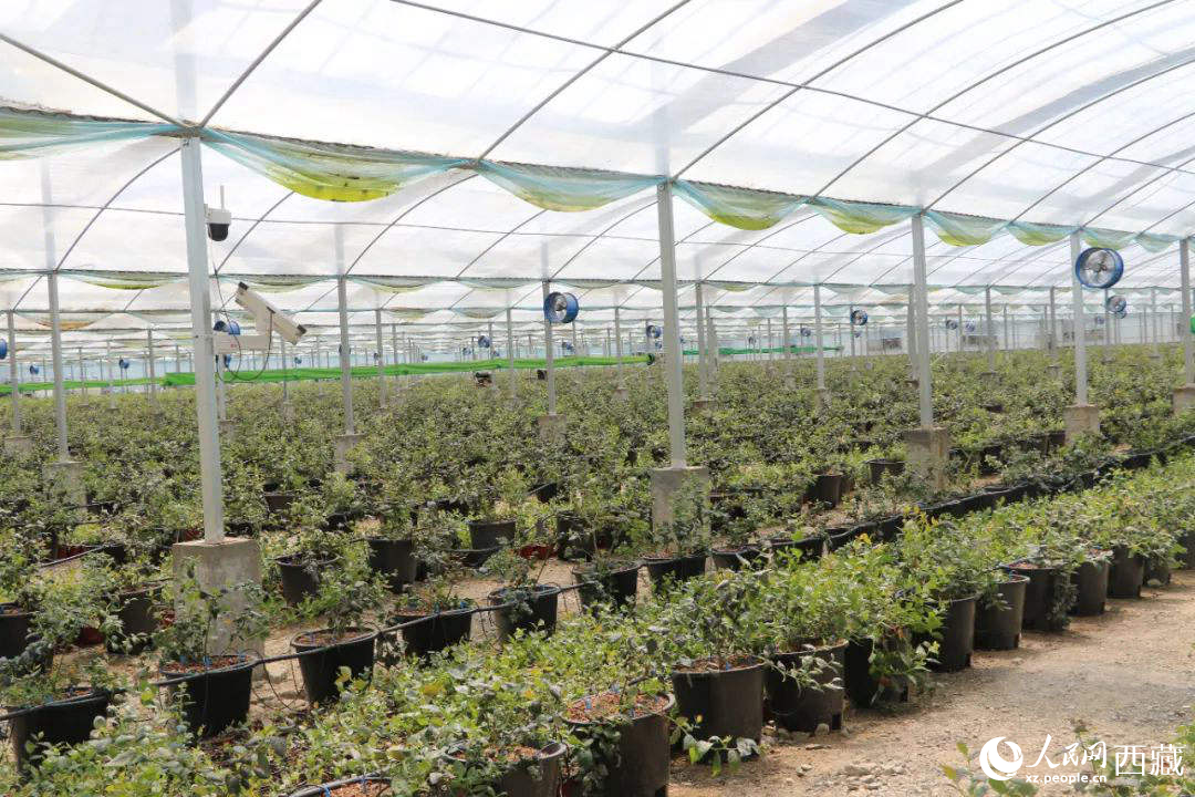 戈壁田園藍(lán)莓工業(yè)化種植基地。次仁龍布攝