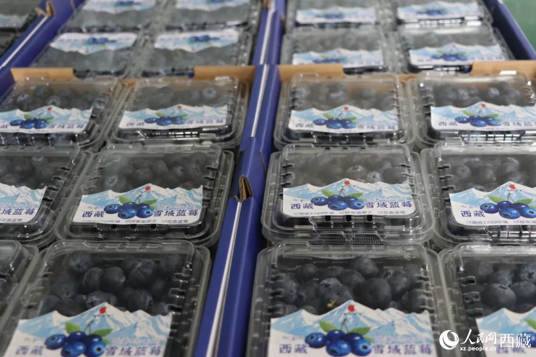 包裝好的藍(lán)莓。次仁龍布攝