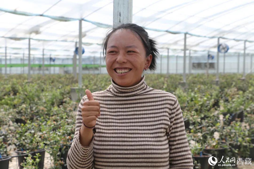 措姆品嘗自己精心照料的藍(lán)莓后，豎起了大拇指。次仁龍布攝