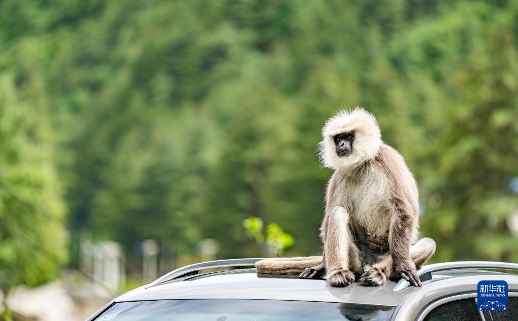 西藏亞東：長尾葉猴下山“會客”
