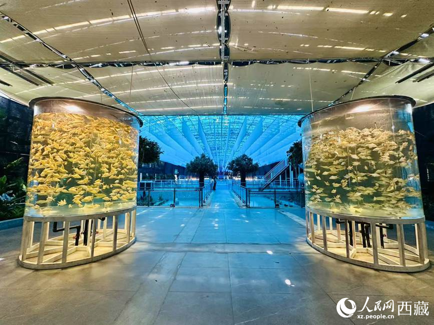 西普海洋公園。人民網(wǎng)記者 次仁羅布攝