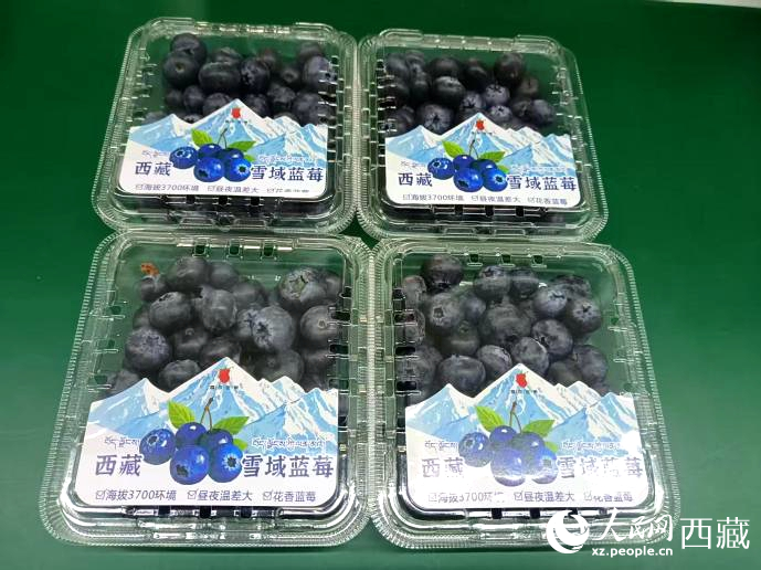 西藏雪域藍莓。羅雨欣攝