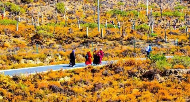 懂西藏的人，一定不會錯過林芝的秋天