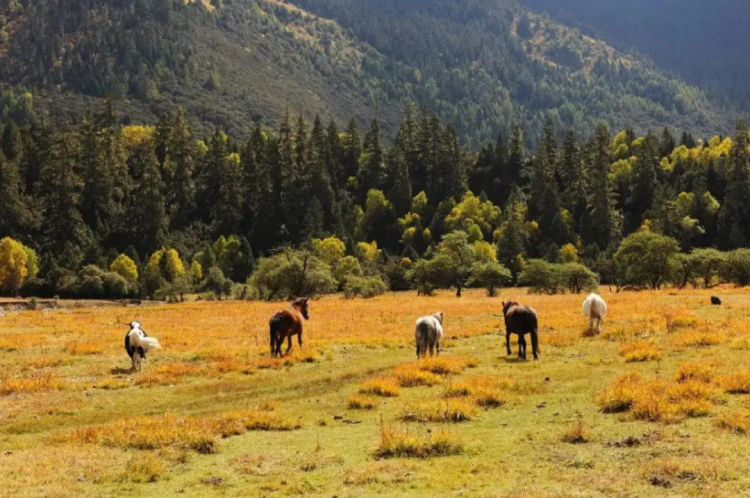 懂西藏的人，一定不會錯過林芝的秋天