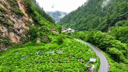 青稞“蛻變”，牦?！俺鋈Α保】次鞑剞r(nóng)牧民的“十四五”豐收答卷