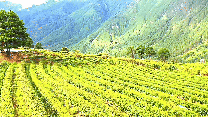 青稞“蛻變”，牦?！俺鋈Α保】次鞑剞r(nóng)牧民的“十四五”豐收答卷