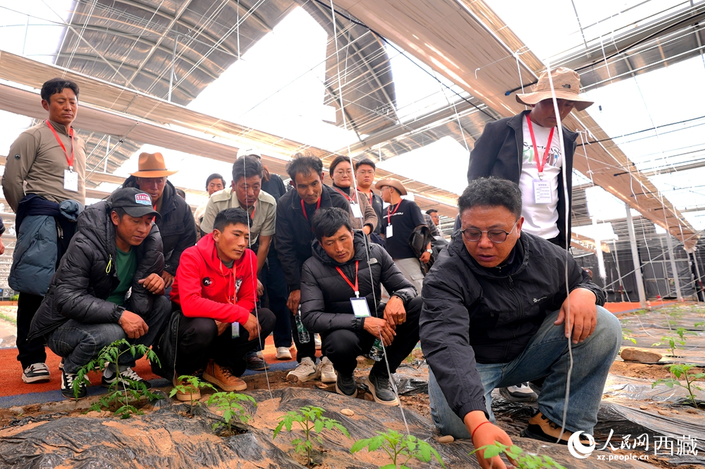 農(nóng)業(yè)專家蹲在田壟間，為圍攏過來的科技專干和基層農(nóng)技人員現(xiàn)場講解定植要點。人民網(wǎng)記者 吳雨仁攝