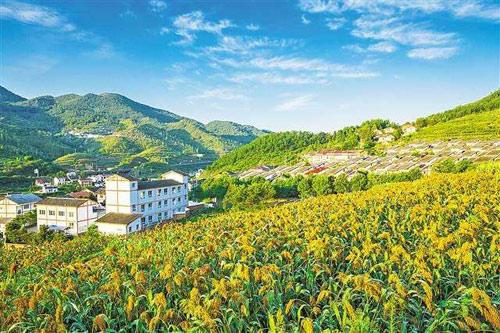 【理上網(wǎng)來o輝煌十九大】鄉(xiāng)村振興戰(zhàn)略：更綜合、全面、系統(tǒng)的發(fā)展戰(zhàn)略