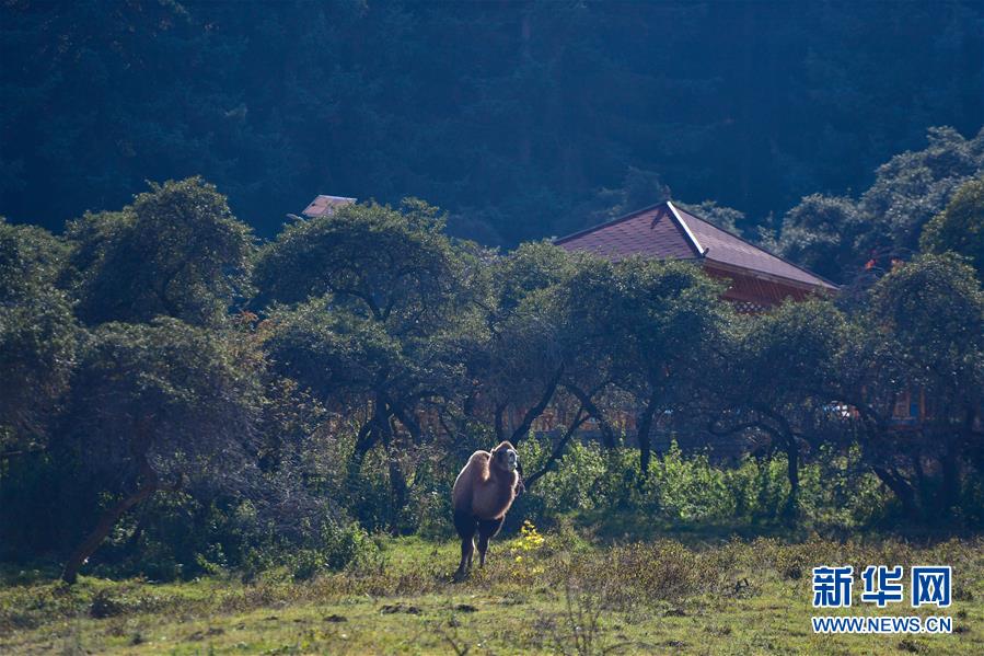 （全面建成小康社會(huì)“百城千縣萬村調(diào)研行”·圖文互動(dòng)）（8）青?？柎澹骸肮夤鞔濉钡娜A麗轉(zhuǎn)身