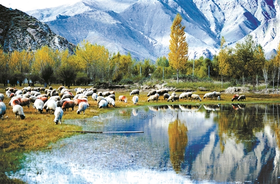 曲水縣郊外的怡人風(fēng)景。 拉薩日?qǐng)?bào) 平措旺堆攝.jpg