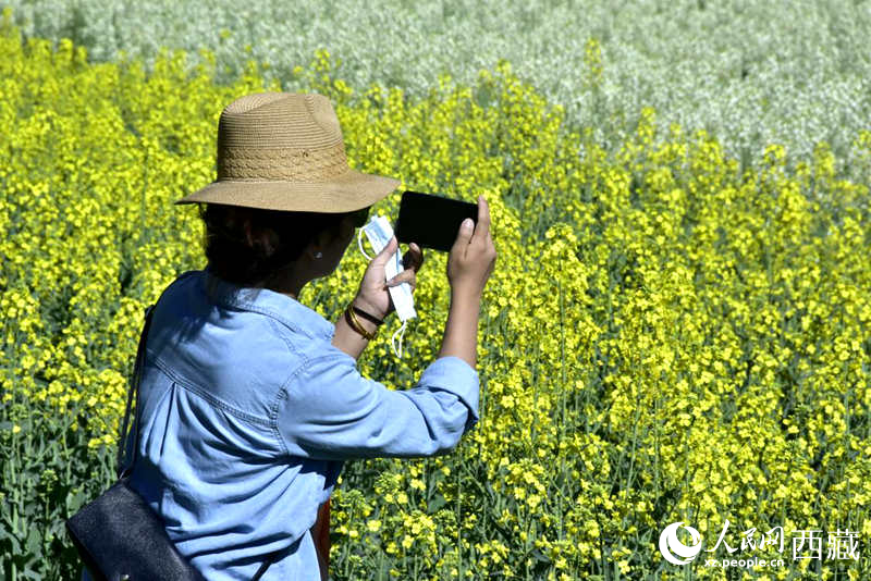 大片油菜花吸引游客到來。人民網(wǎng) 李海霞攝