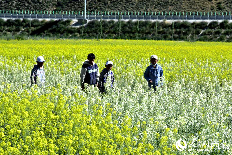 小孩在油菜花田嬉戲。人民網(wǎng) 李海霞攝