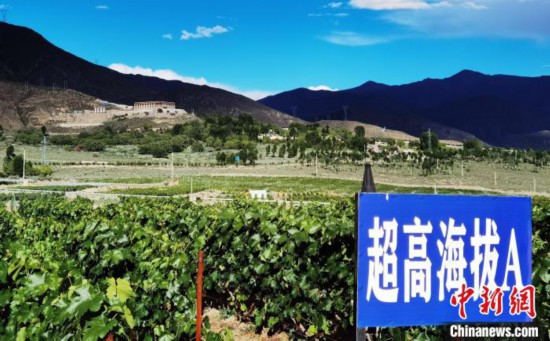 圖為桑日縣種植的葡萄?！∩侥仙Ｈ湛h委宣傳部提供