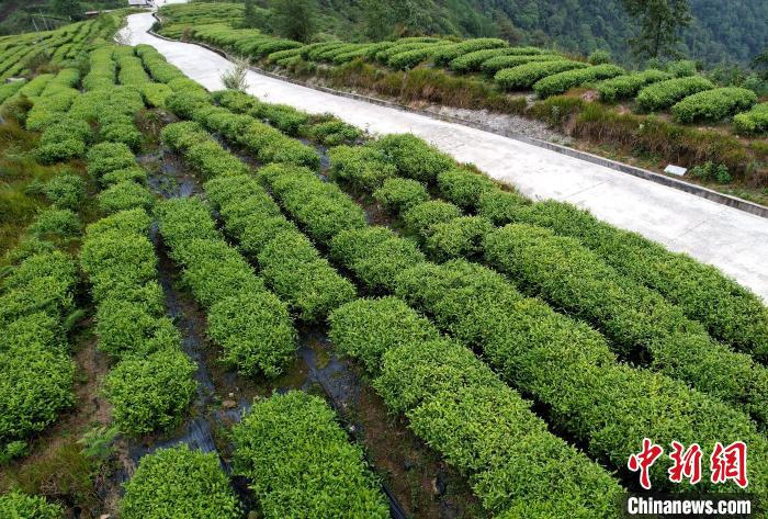 圖為西藏林芝市墨脫縣背崩鄉(xiāng)格林村山頂?shù)木坝^茶園。(無人機照片) 李林 攝