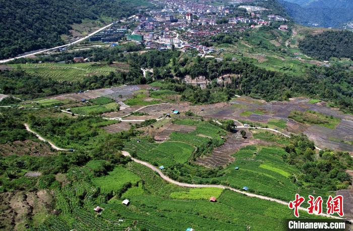 圖為西藏林芝市墨脫縣城附近的茶田。(無人機照片) 李林 攝