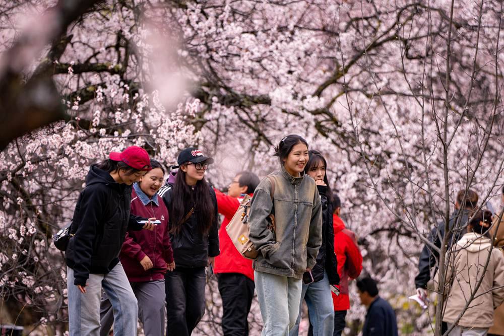 桃花盛開惹人醉，八方游客賞花來。徐馭堯攝