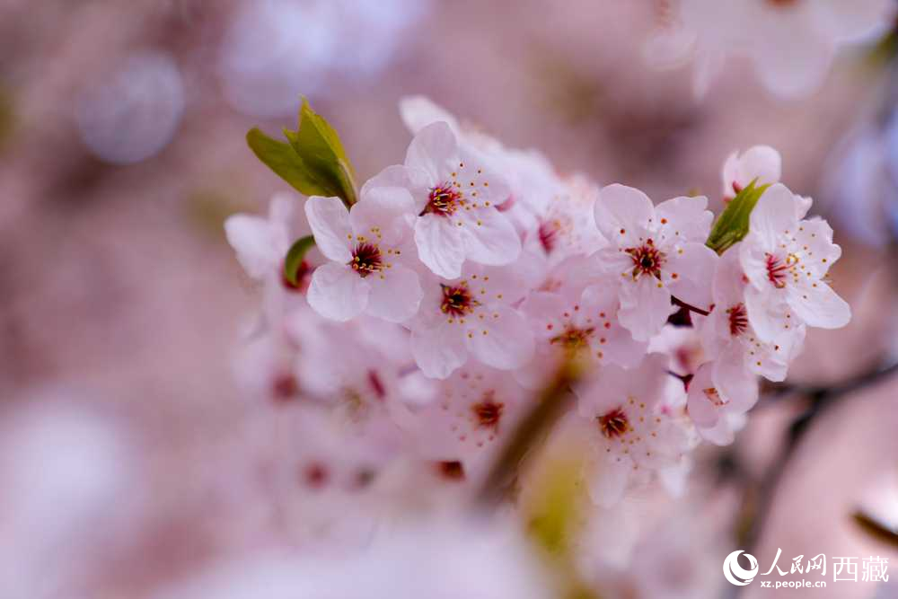 桃花盛開惹人醉。人民網(wǎng)記者 次仁羅布攝