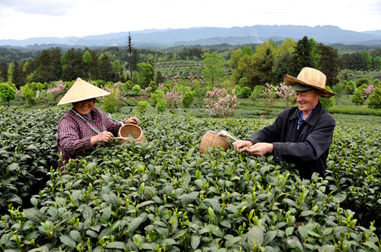 貴州省湄潭縣大力發(fā)展茶葉產(chǎn)業(yè)，60萬畝生態(tài)茶園實現(xiàn)了“綠水青山變成金山銀山”，生態(tài)與經(jīng)濟(jì)協(xié)調(diào)發(fā)展。圖為湄潭縣湄江街道金花村茶農(nóng)采茶 瞿欣含攝 _副本.jpg