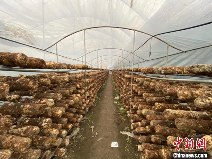 圖為基地里的食用菌菌棒。　劉鵬 攝
