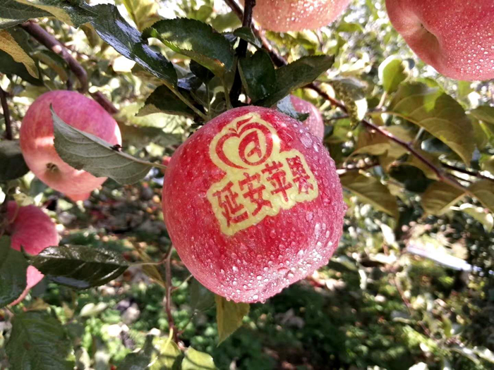 延安蘋(píng)果。柳林鎮(zhèn)果技站供圖。