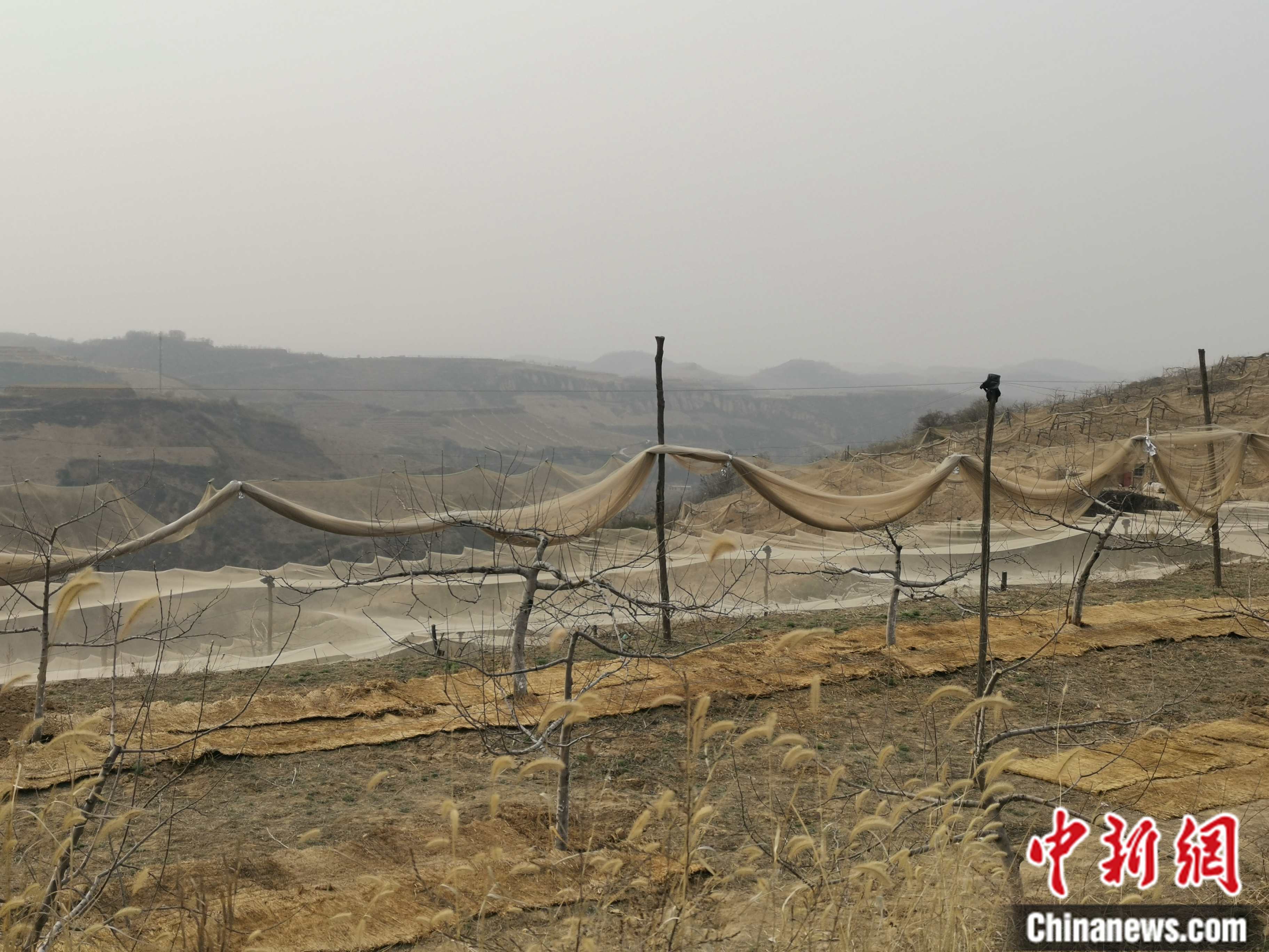 陜西省延安市寶塔區(qū)柳林鎮(zhèn)麻塔村蘋果園。 <a target='_blank'  ><p  align=
