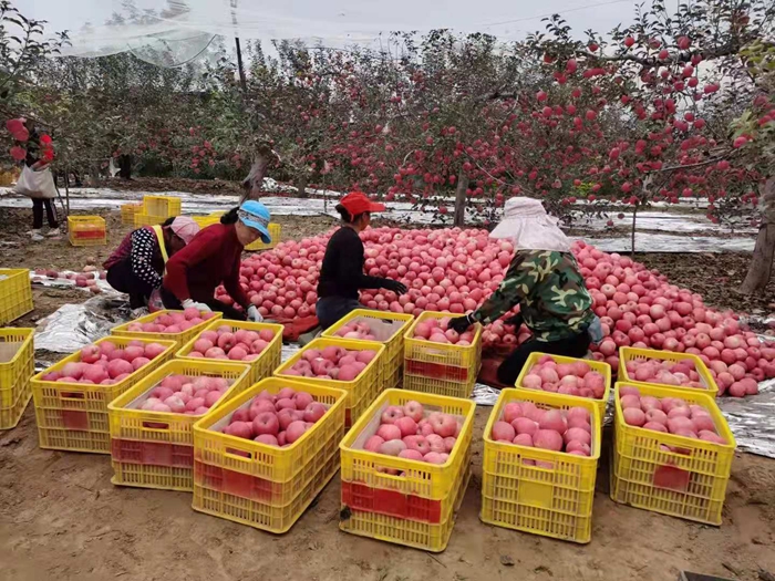 來源：柳林鎮(zhèn)果技站供圖。