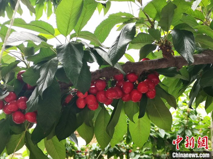 陜西省子長市盛宇現(xiàn)代農(nóng)業(yè)示范園內(nèi)，櫻桃鮮艷欲滴。<a target='_blank'  ><p  align=
