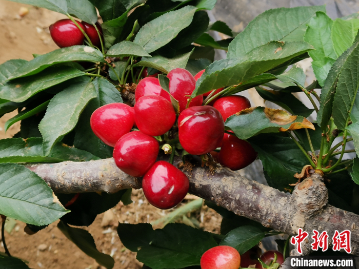 陜西省子長市盛宇現(xiàn)代農(nóng)業(yè)示范園內(nèi)，櫻桃鮮艷欲滴。<a target='_blank'  ><p  align=