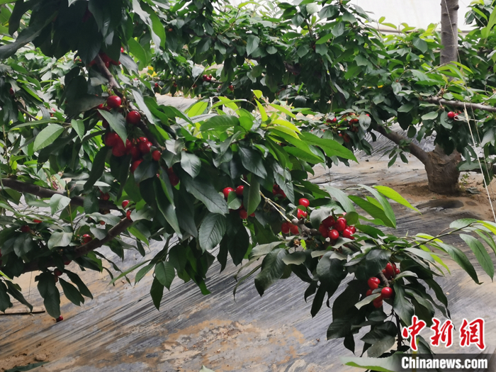 陜西省子長市盛宇現(xiàn)代農(nóng)業(yè)示范園內(nèi)，櫻桃鮮艷欲滴。<a target='_blank'  ><p  align=